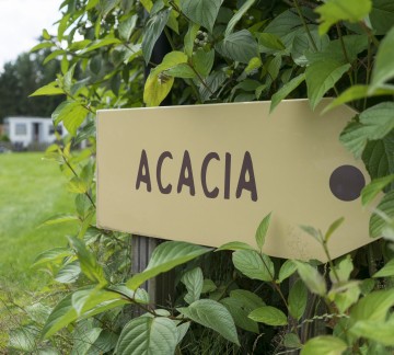 Acacia