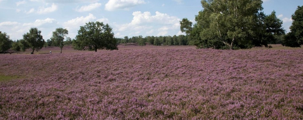 Noetselerberg.jpg