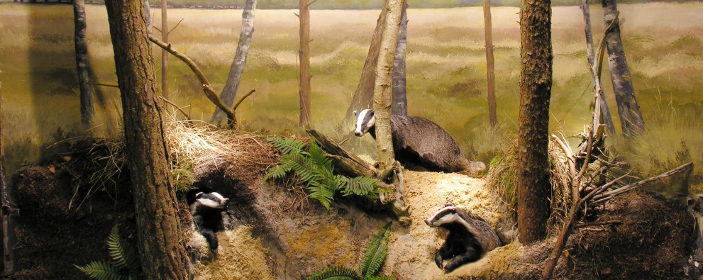 Overijssel - Natuurmuseum Holterberg dassen.JPG