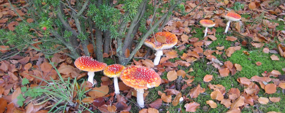 paddestoelen