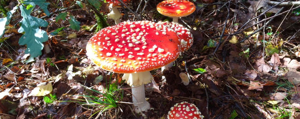Paddestoelen