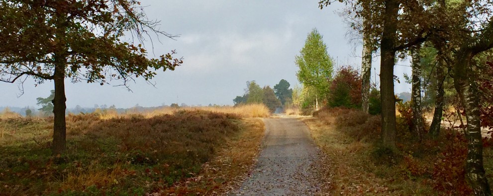 fietspad herfst.jpg